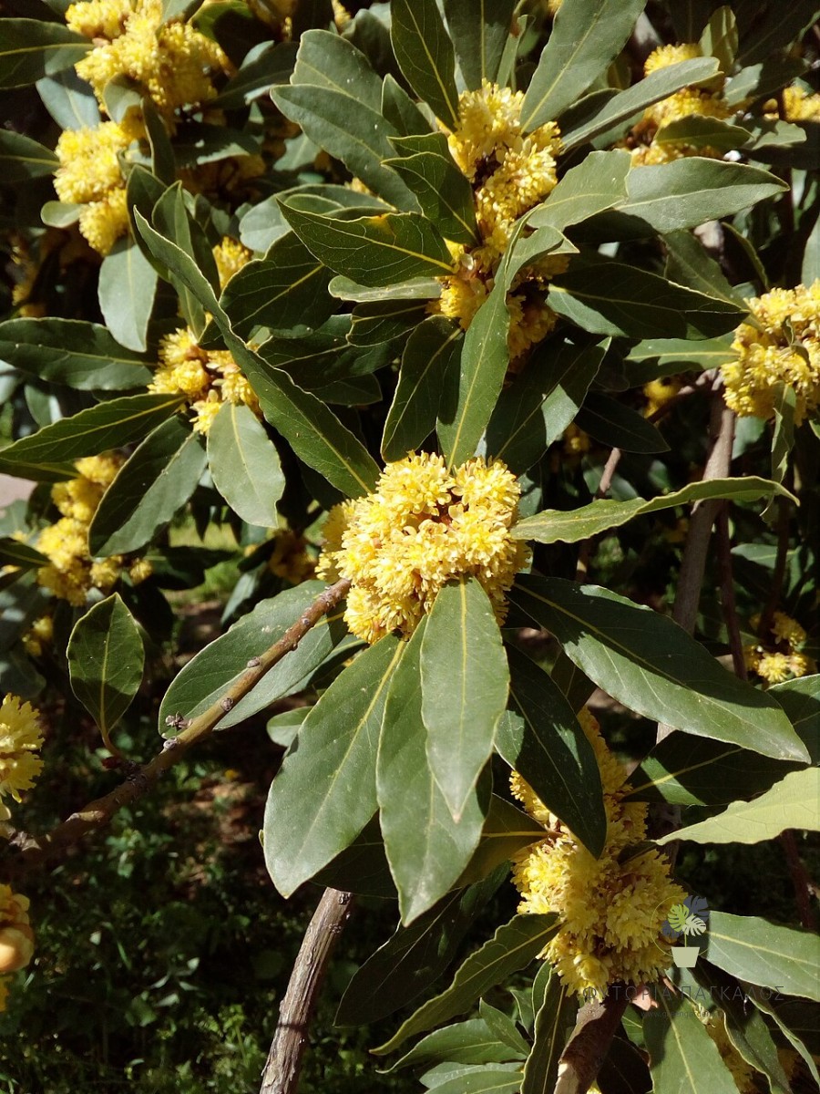 🌿 Δάφνη του Απόλλωνας (Laurus nobilis) - 2